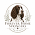 Amber Sisters Springer Spaniels