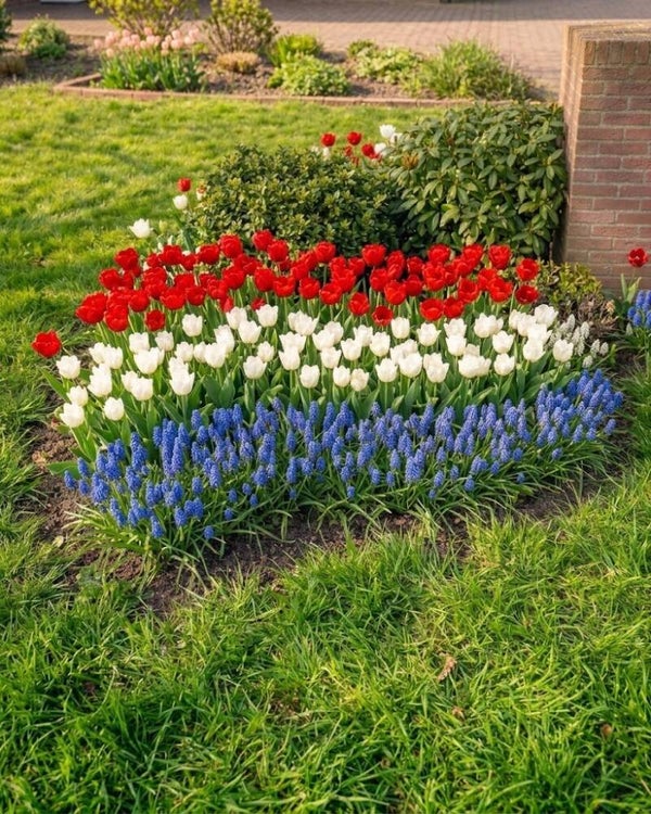 Hollands Glorie Mix