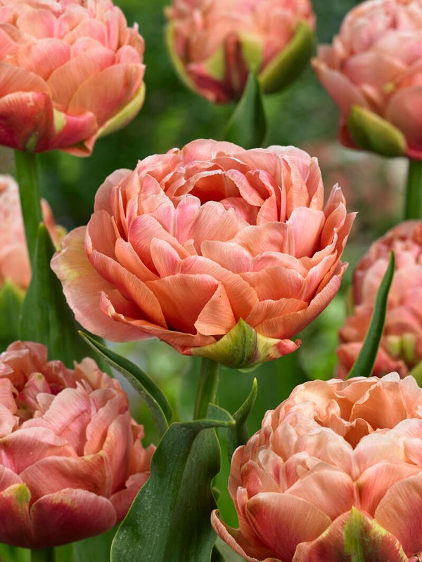 125 stuks Copper Image tulpen