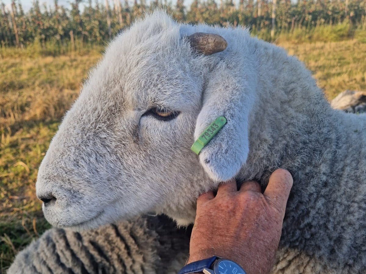 herdwick hamel