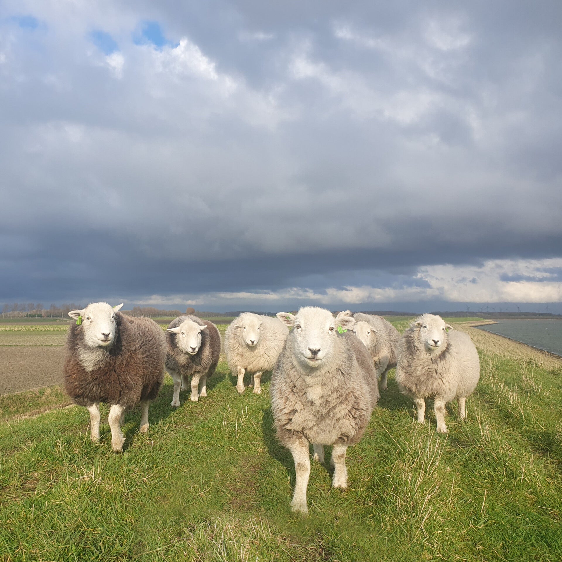 Herdwick Schapen moederooi met lam