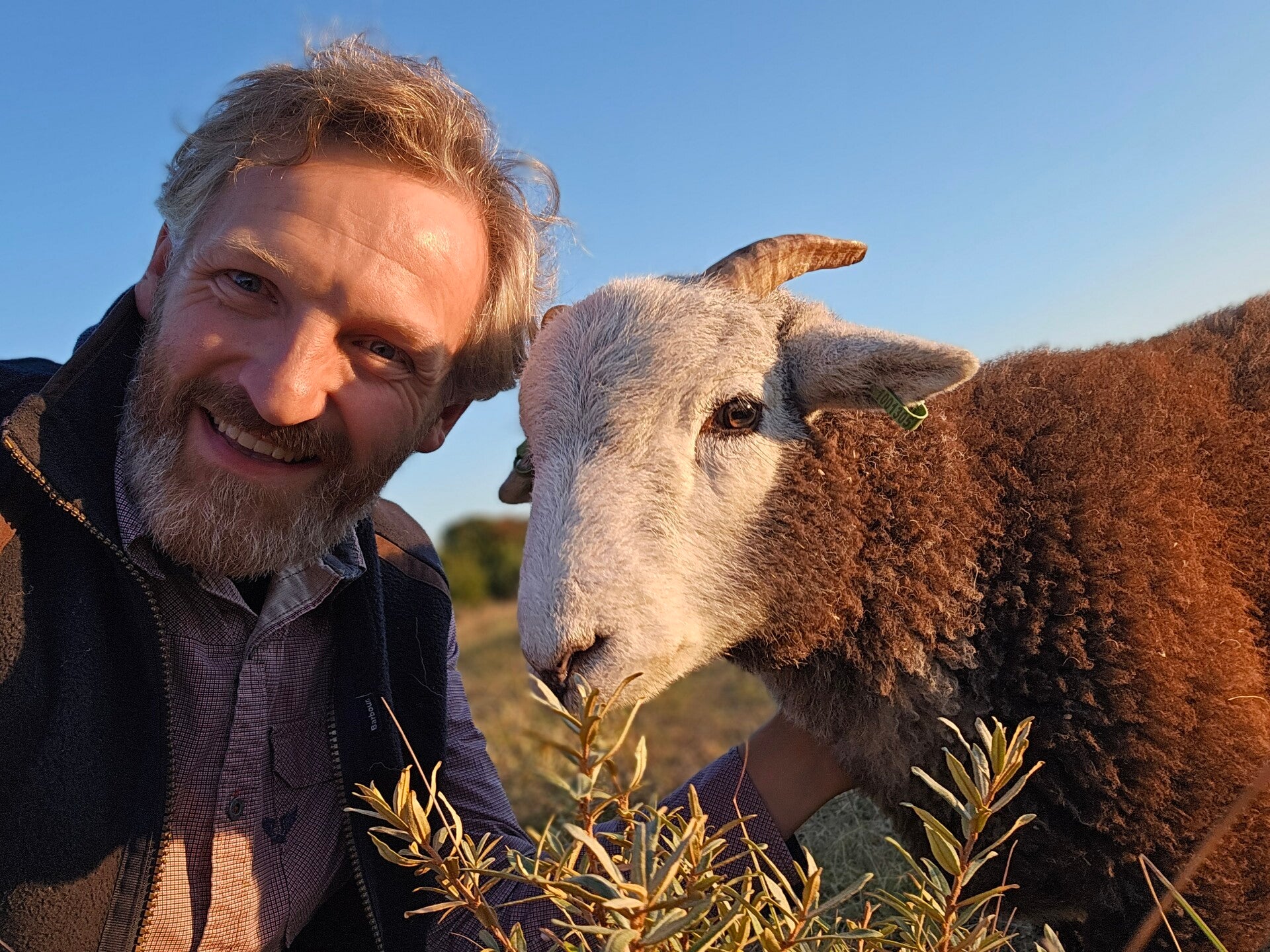 hamel herdwick