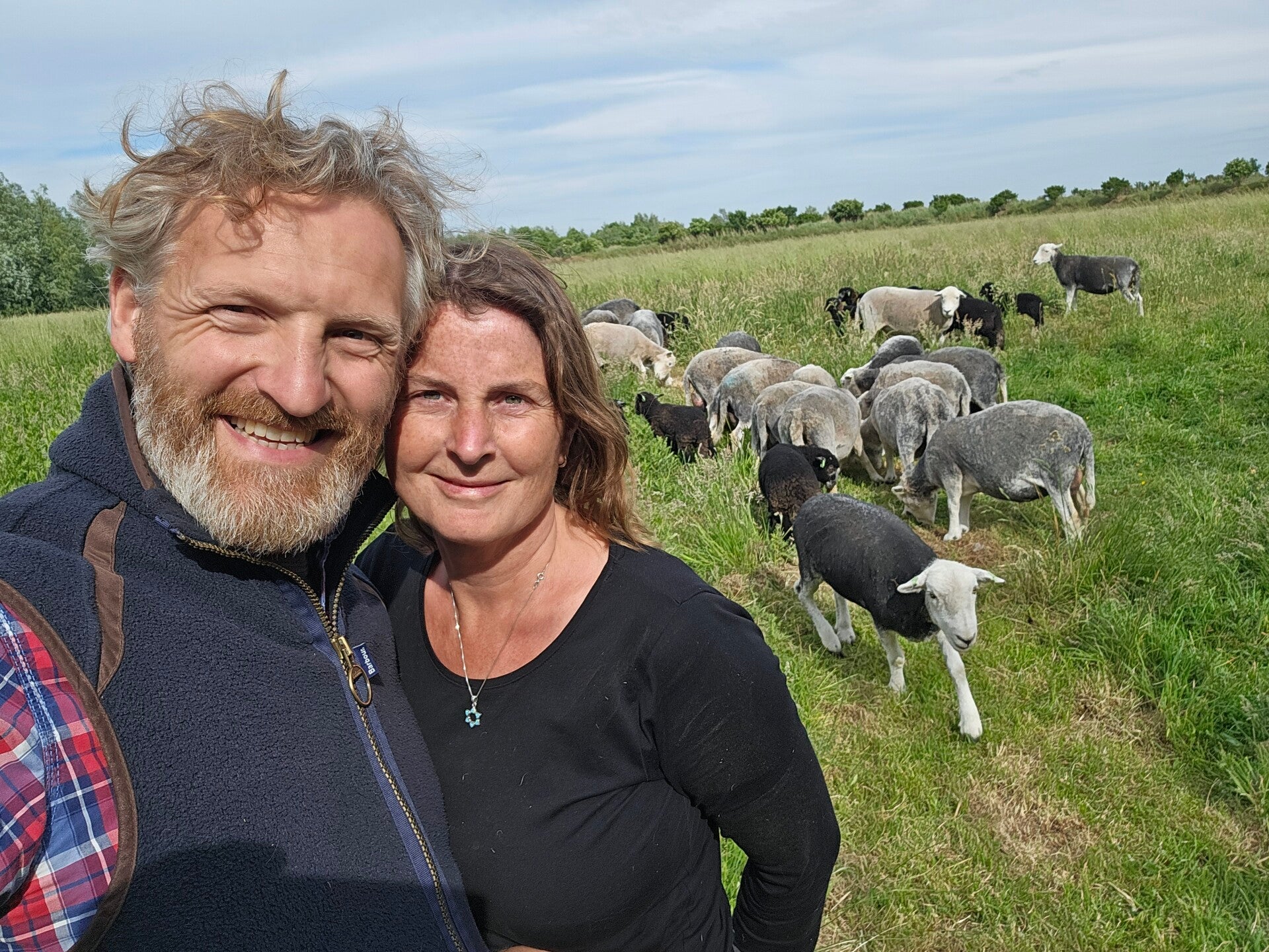 Herdwick Schapen in natuurgebied Preekhil