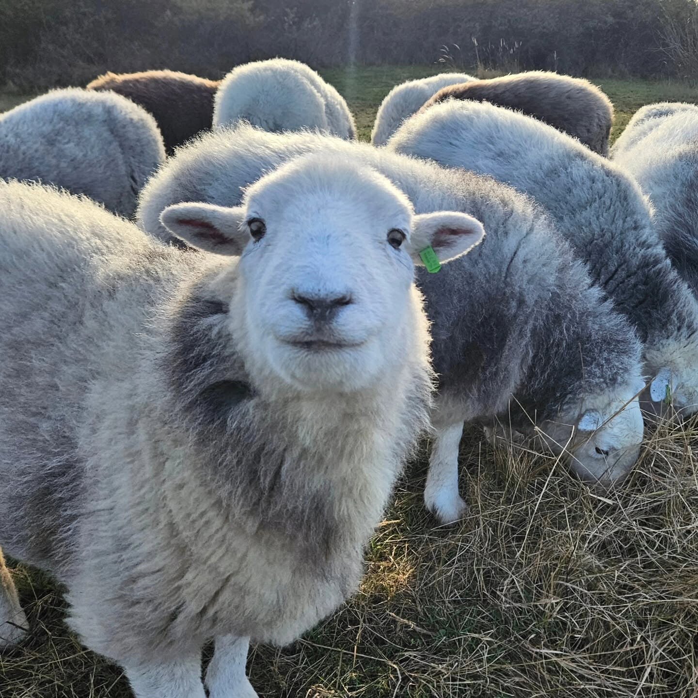 Herdwick ram Mats en ramlam Blake