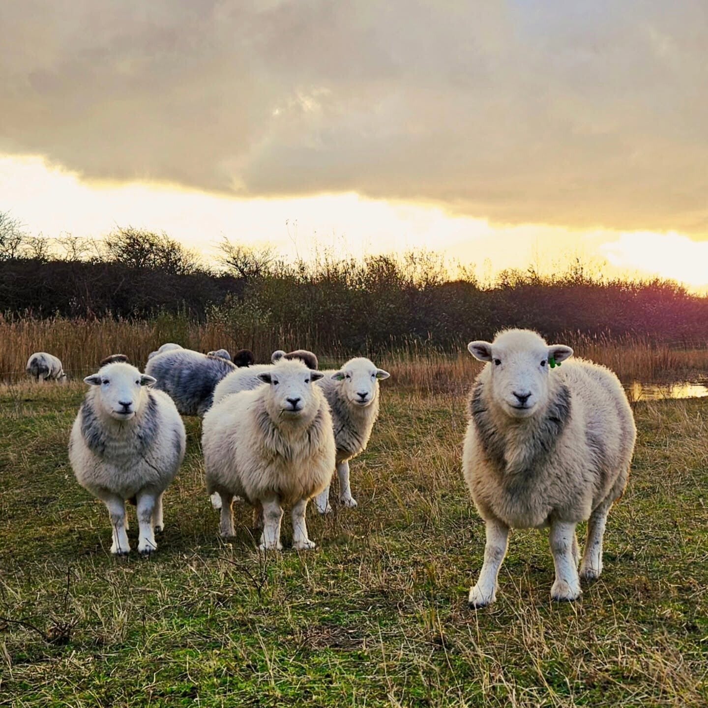 herdwickschapen bij zonsondergang