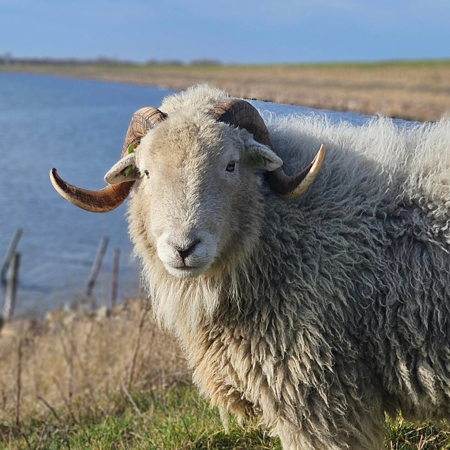 Herdwickram Mats