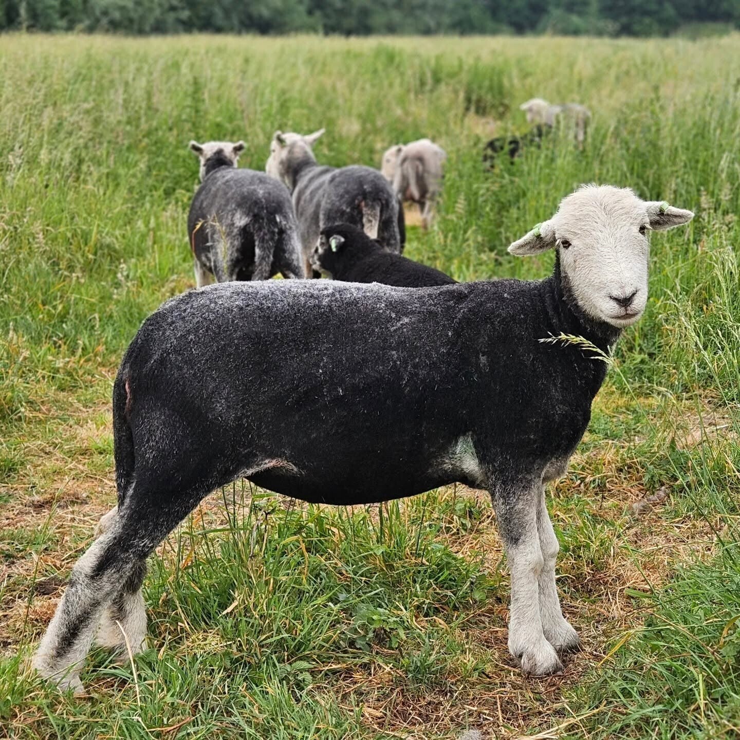 Herdwickram Mats