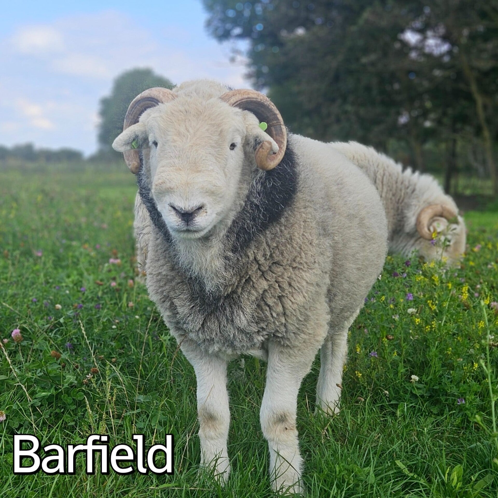 herdwick ram