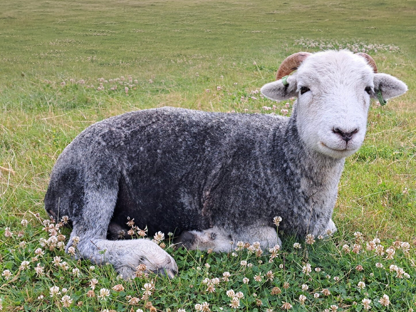 herdwick hamel
