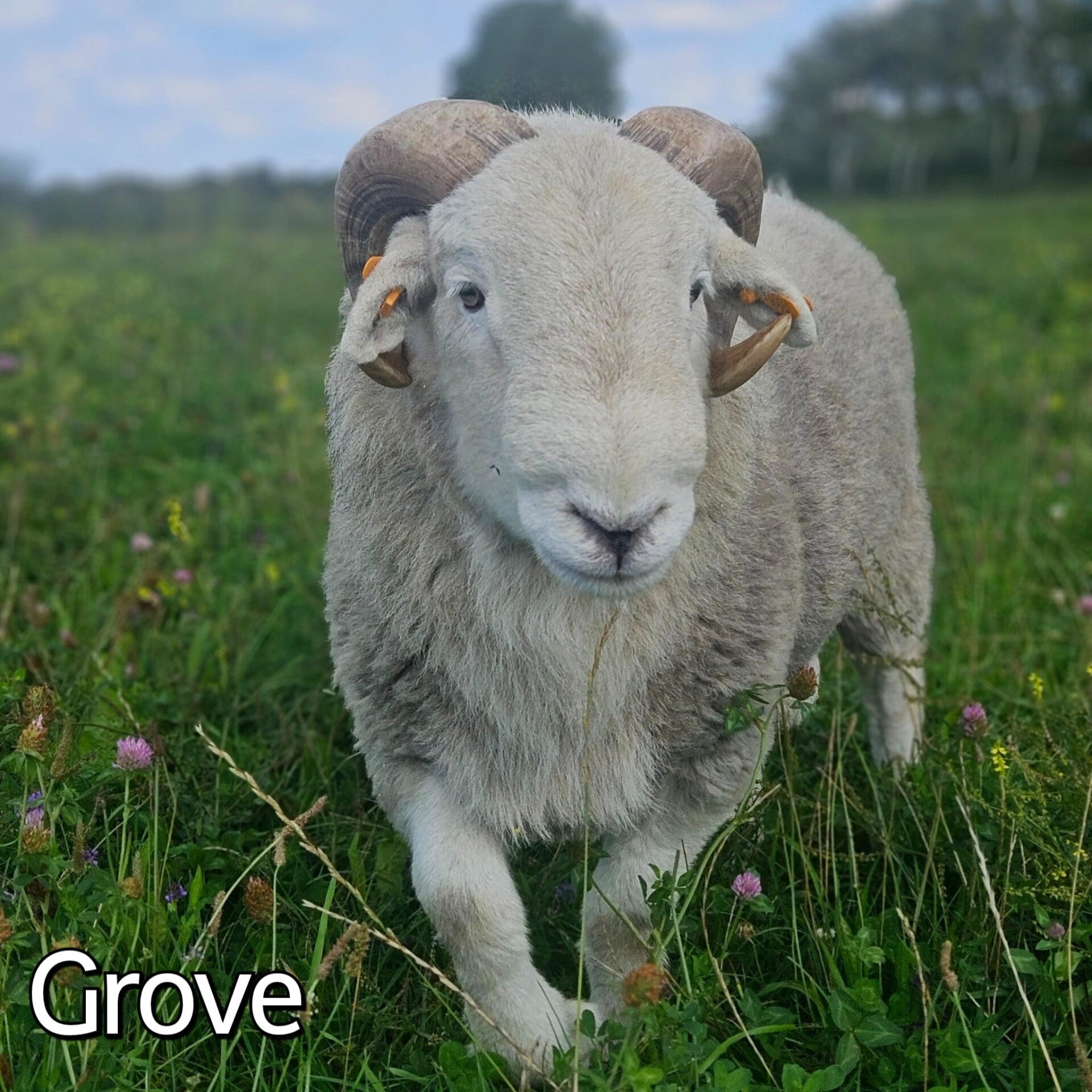 herdwick ram