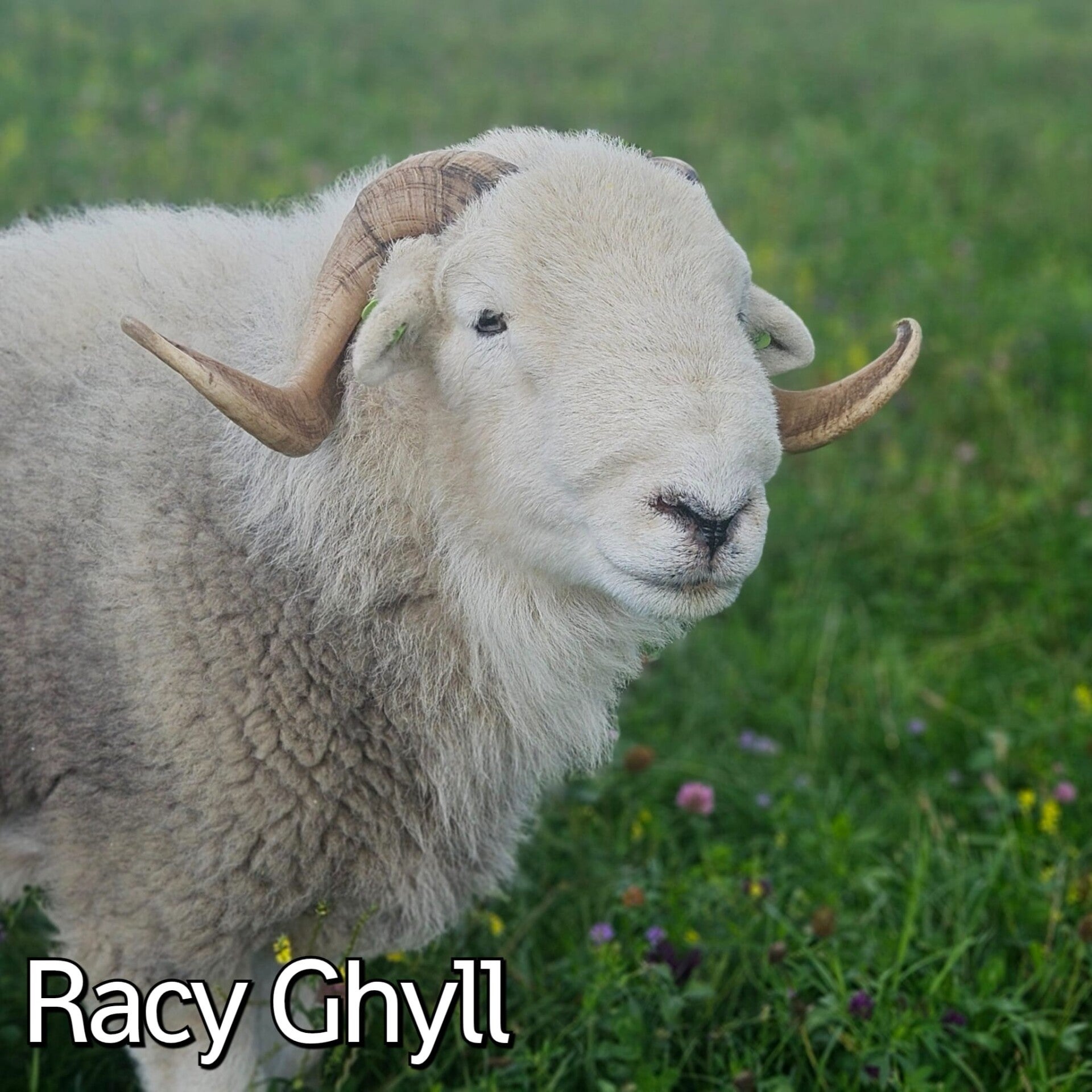 herdwick ram
