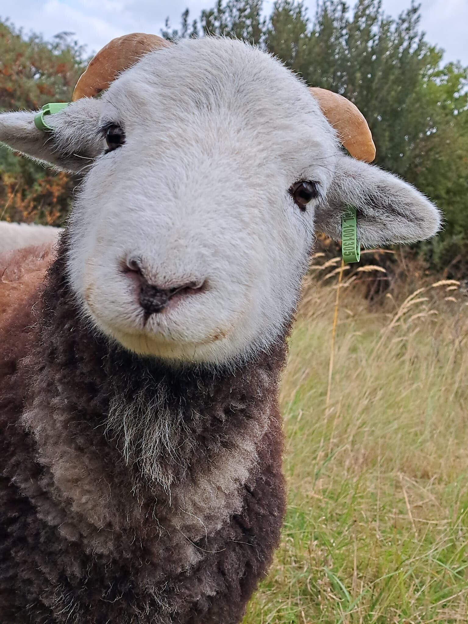 herdwick hamel