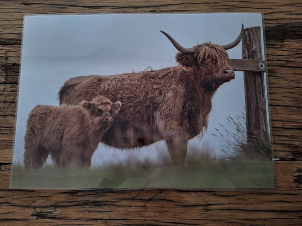 Placemat (2 hooglander groot & klein)