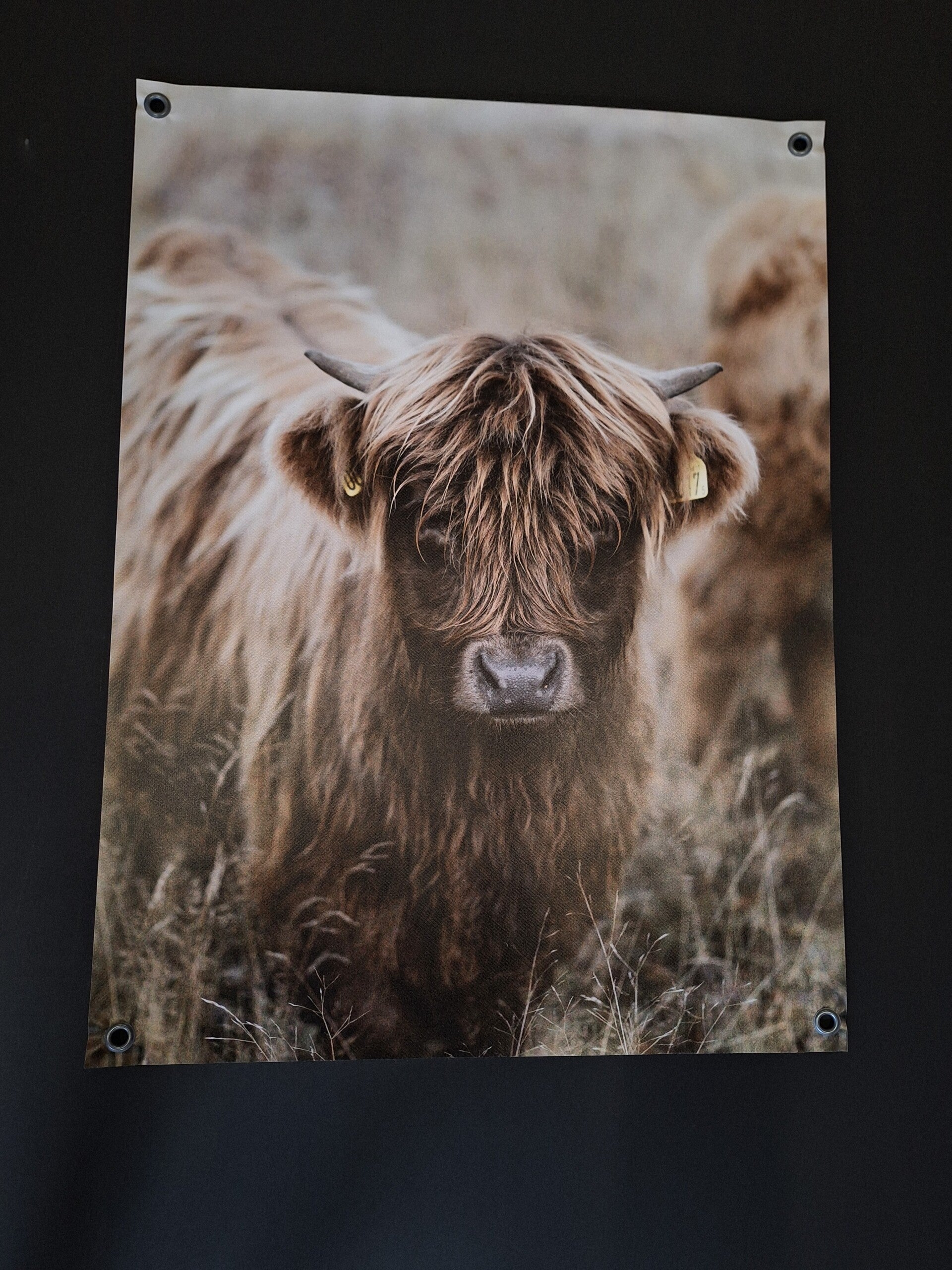 Tuinposter ( hooglander)