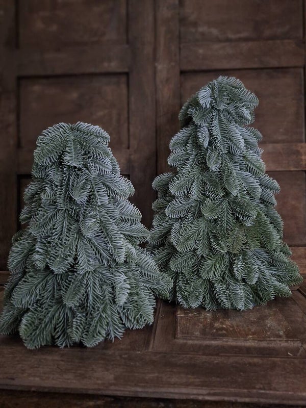 Nobilisboompje Brynxz nobilis