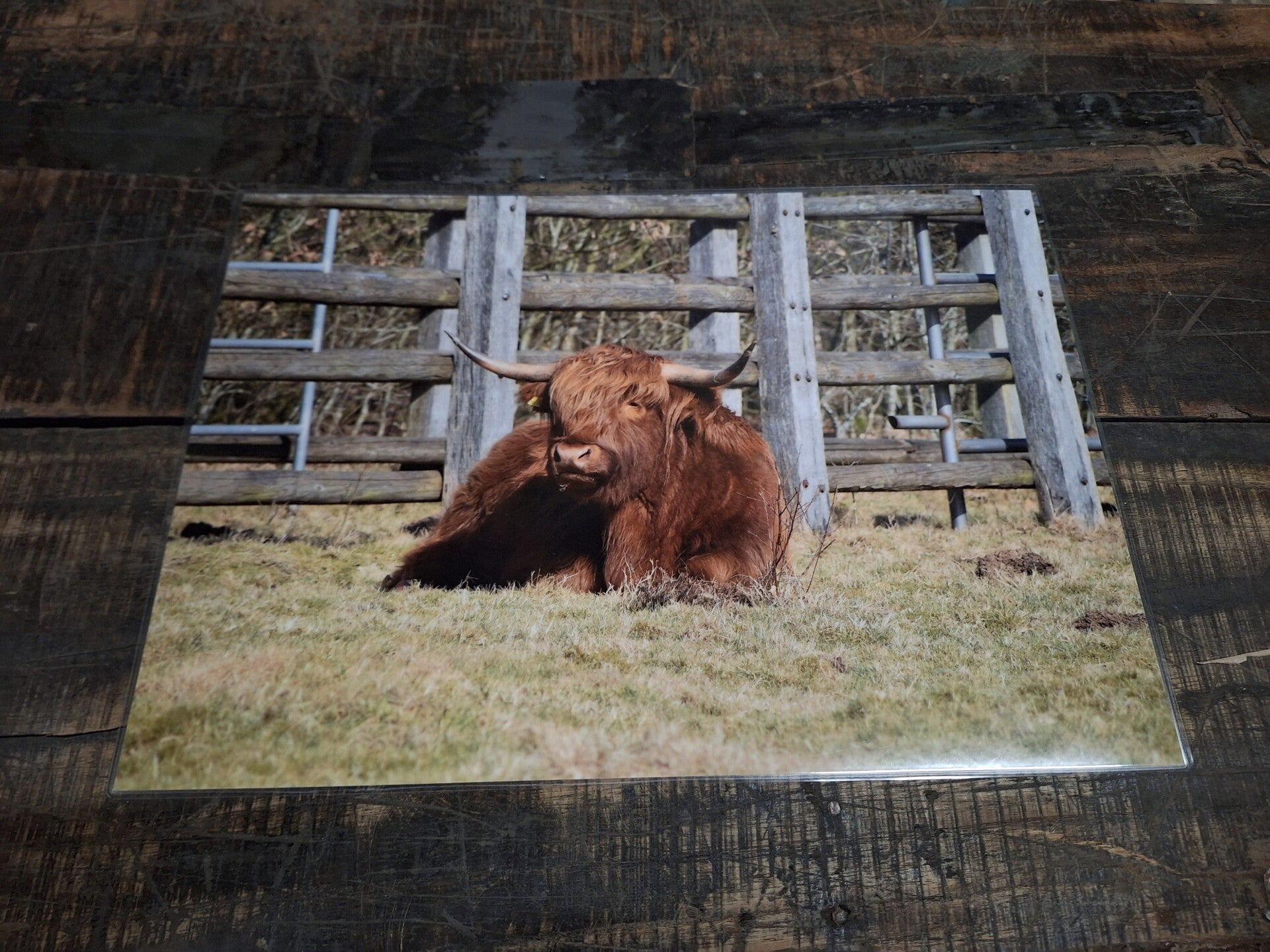 Placemat hooglander in het weiland