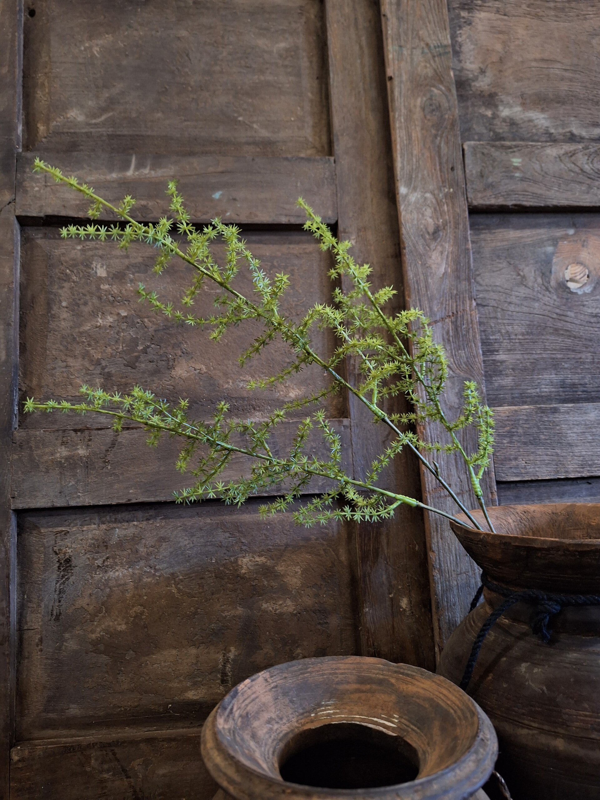 Groene asparagus klein  34 cm