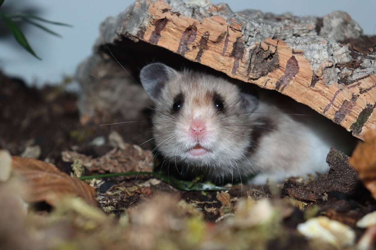 Dansk Hamster Forening logo