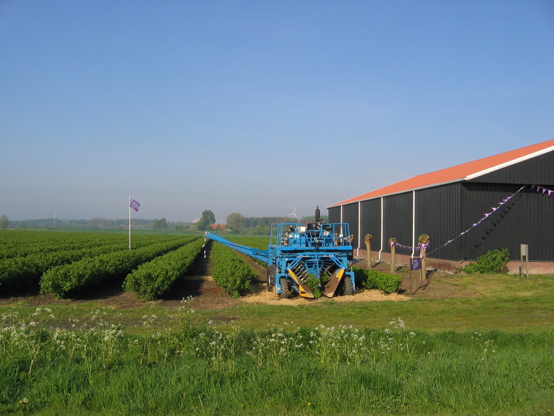 zwarte bessen plukmachine