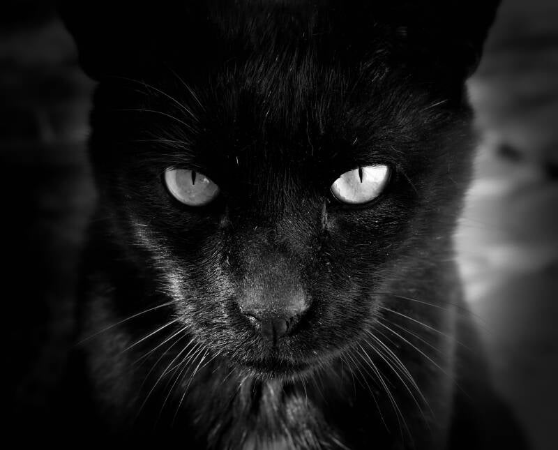 Foto: vedrana vidovic