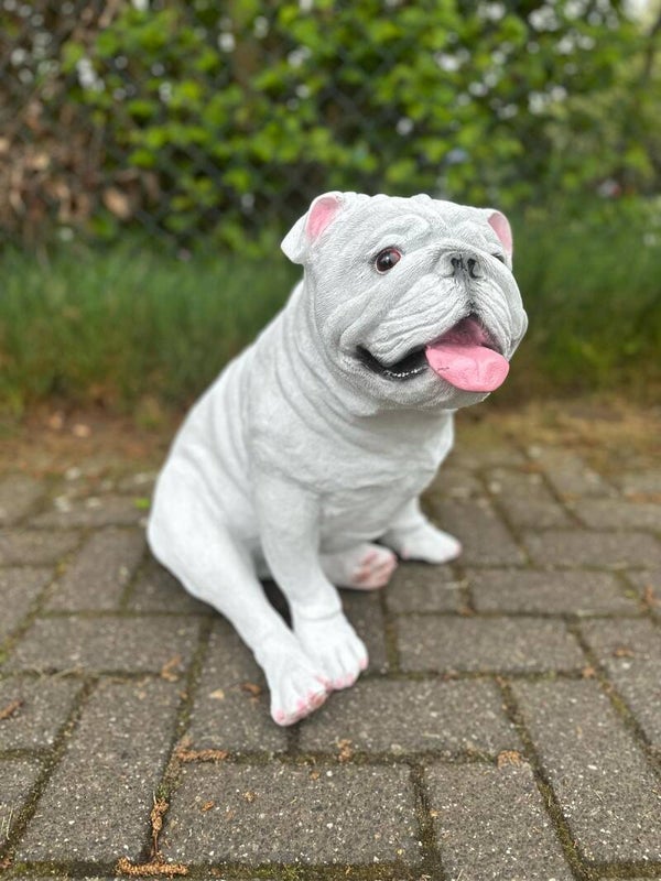Engelse Bulldog - Buldog - zeer mooi !! - 45cm hoog
