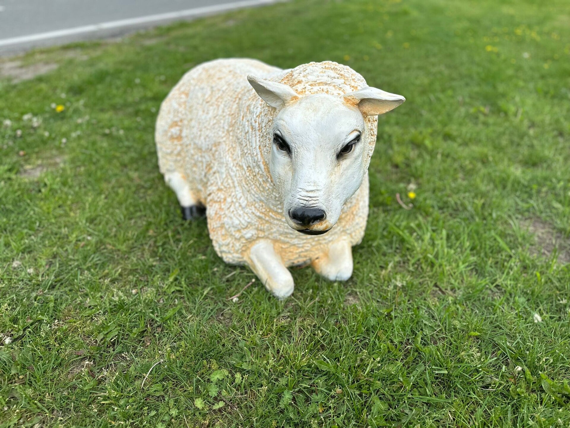 Texels Schaap  Lammetje Lam