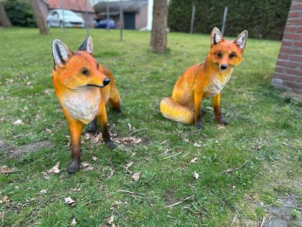 Mooie Vos zittend of staand