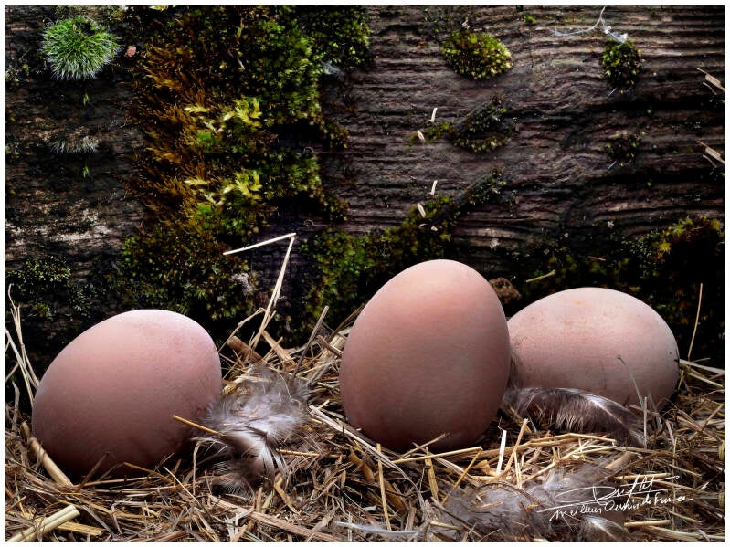 014-3-oeufs-3-minutes-standard-epxxj0.jpg
