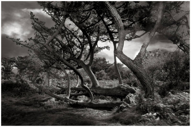 arbre-img_8896-retouch-e-standard-bu5tnm.jpg