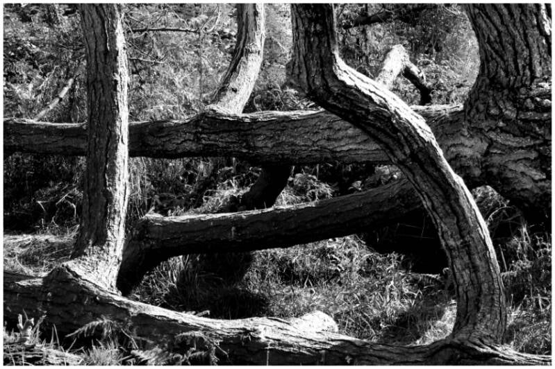 arbre-mg_8897-retouch-e-standard.jpg
