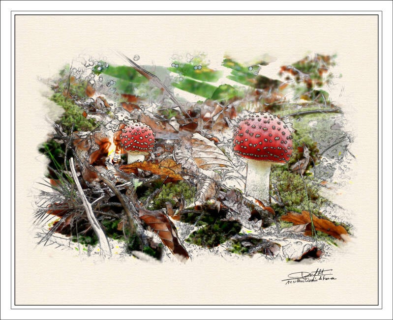champignons-standard.jpg