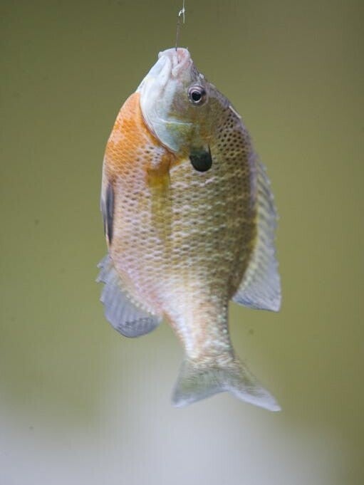 PERCH  (SMALL)