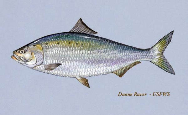 SHAD (FROZEN)