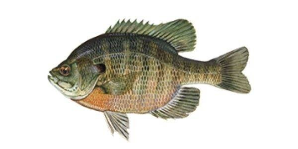PERCH  (LARGE)