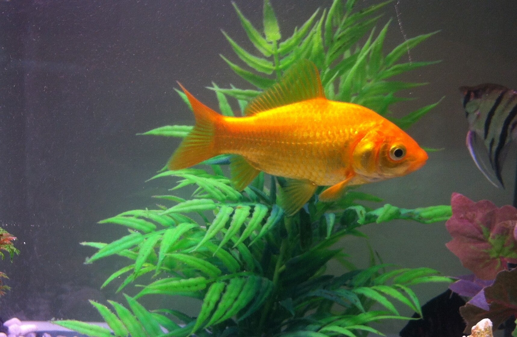 GOLDFISH BAIT