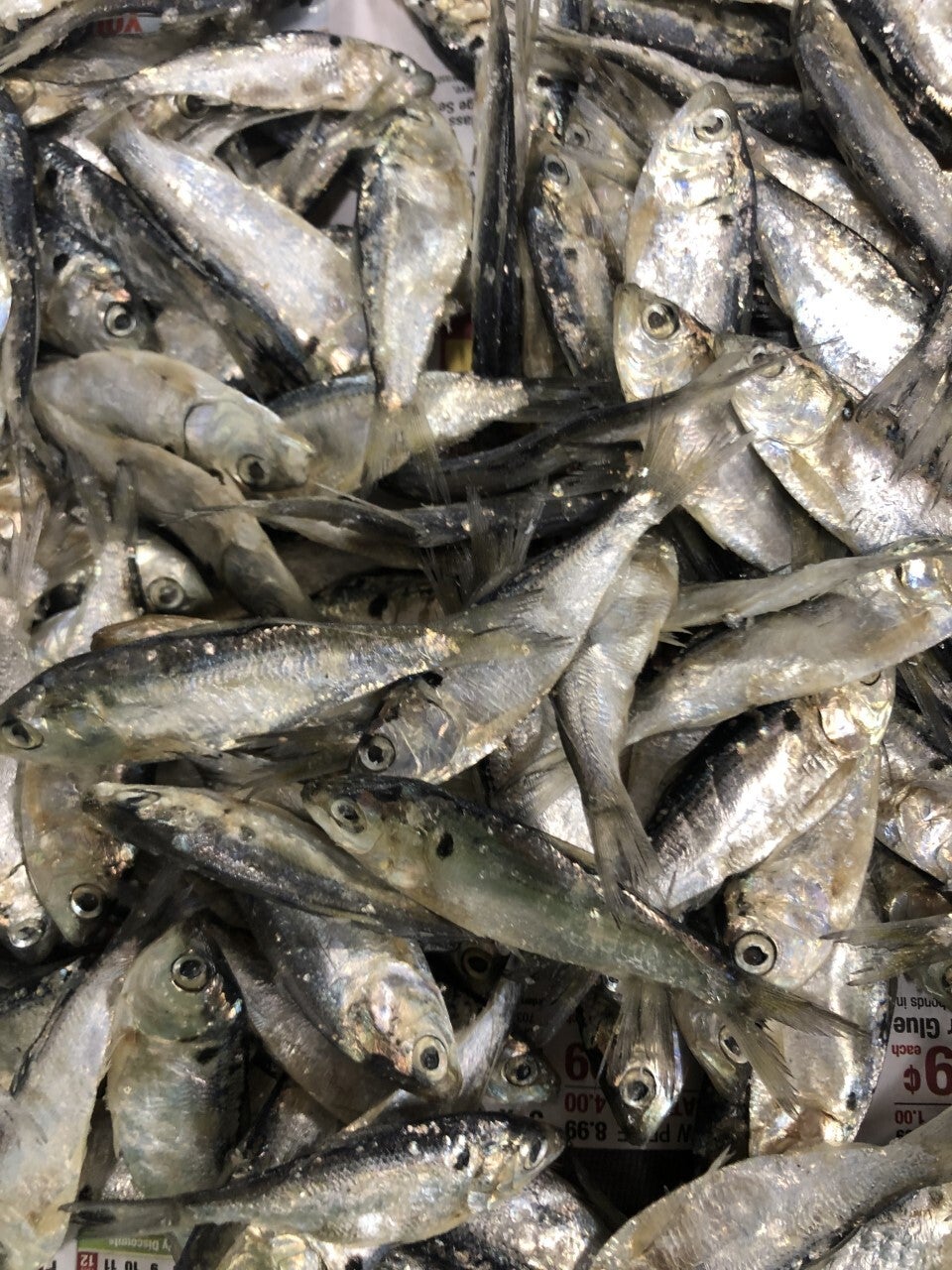 SHAD (FRESH or FROZEN)