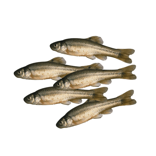 MINNOWS