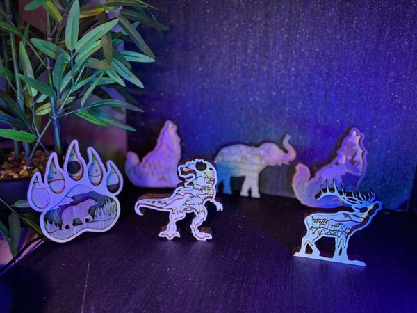 Wildlife wonders