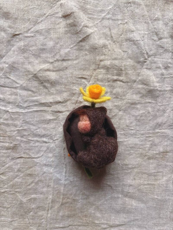 Narcis baby in Aardebedje