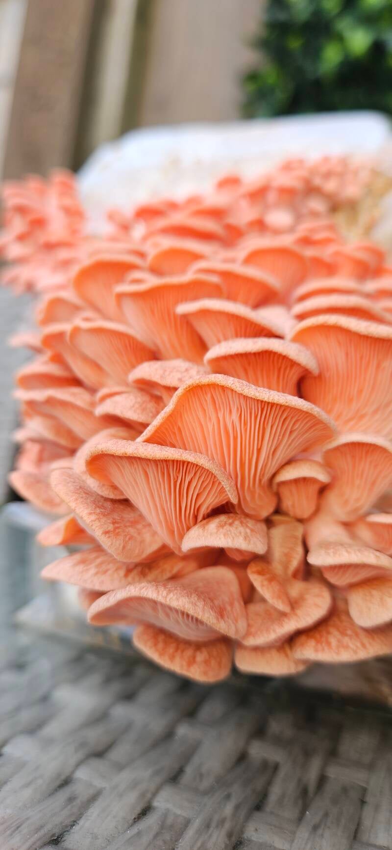 Pink oyster mushroom grain spawn