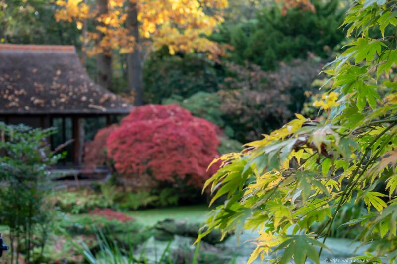 Japanse tuin, Japanese garden