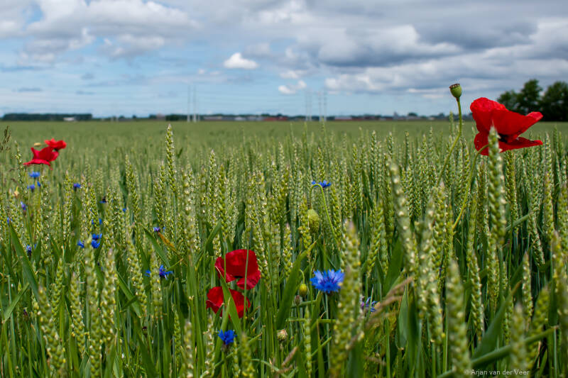 Tarwevelden; Haarlemmermeer; klaprozen