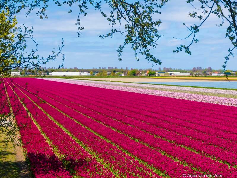 bloembollenveld bij lisse