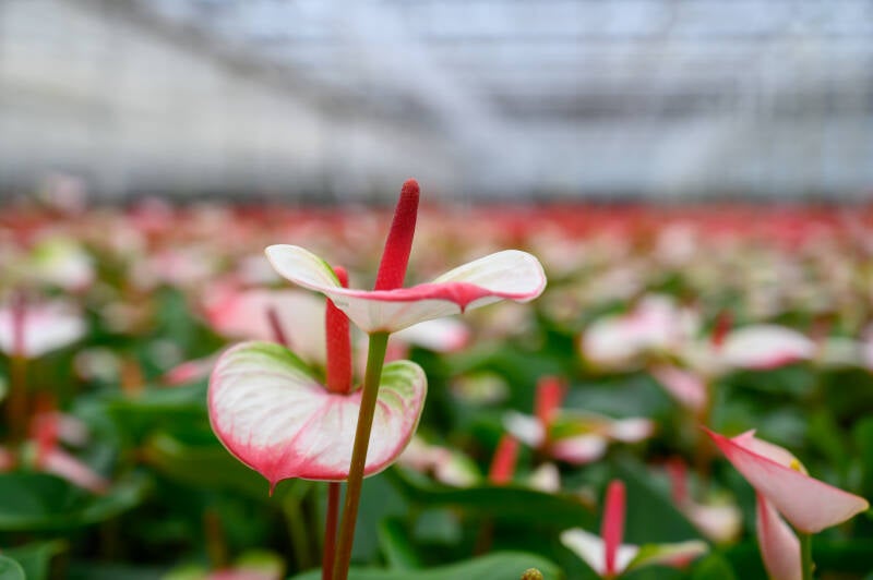 anthurium, tuinbouw, arjan, kas, greenhouse