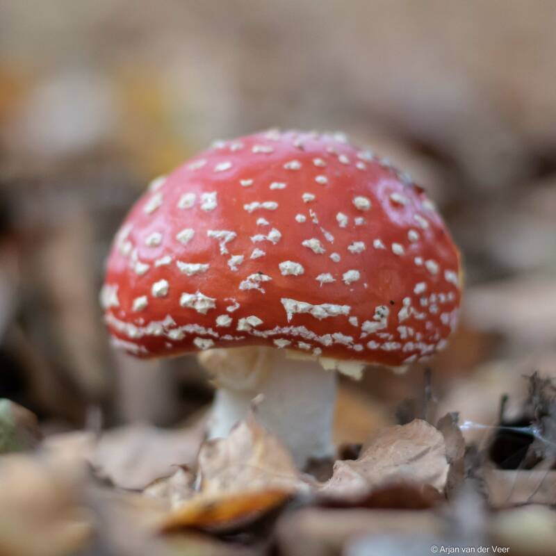 Vliegenzwam, paddenstoel