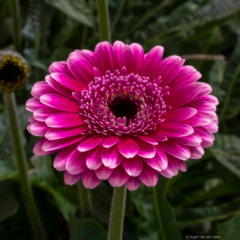 Gerbera; photo; ChristianDior