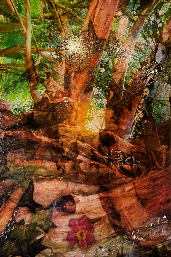 Into the woods
