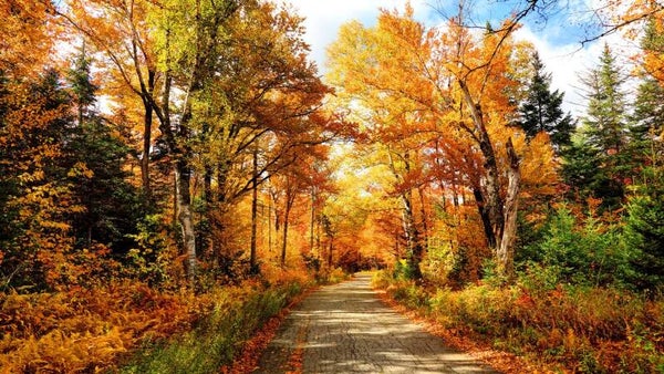 Rajeunir en Automne 4 mois ( Sept - Oct - Nov - Dec)