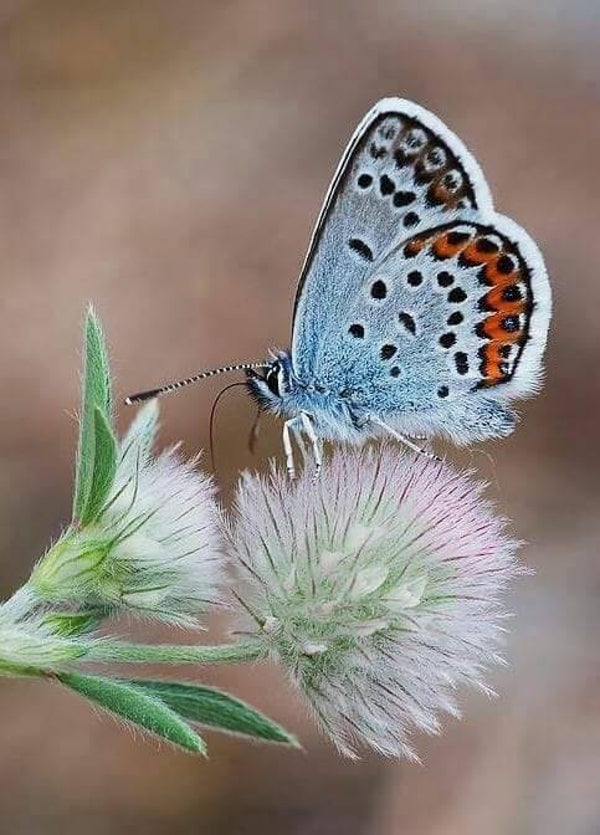 4 - Lois Fondamentales du Monde et la FOI dans l'Assurance de la Vie Eternelle