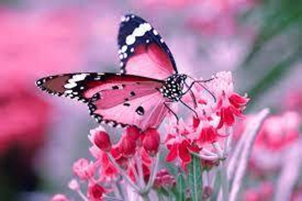 Rajeunir en Avril - Eclosion